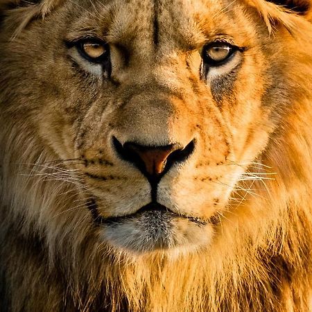 Lions Den - Zoo Accommodation צ'סטר מראה חיצוני תמונה