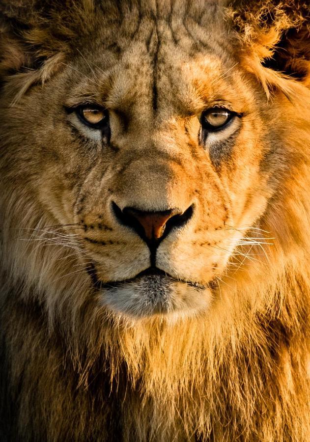 Lions Den - Zoo Accommodation צ'סטר מראה חיצוני תמונה